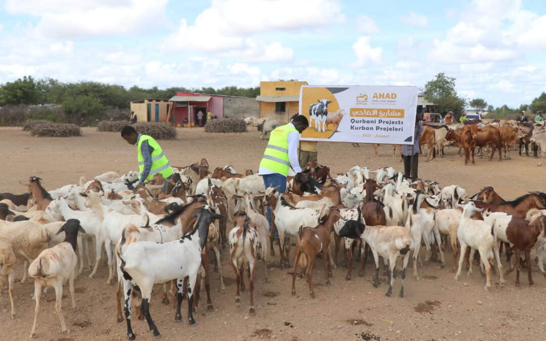 Nourishing Hope: The Qurban Project’s Impact on African  Communities