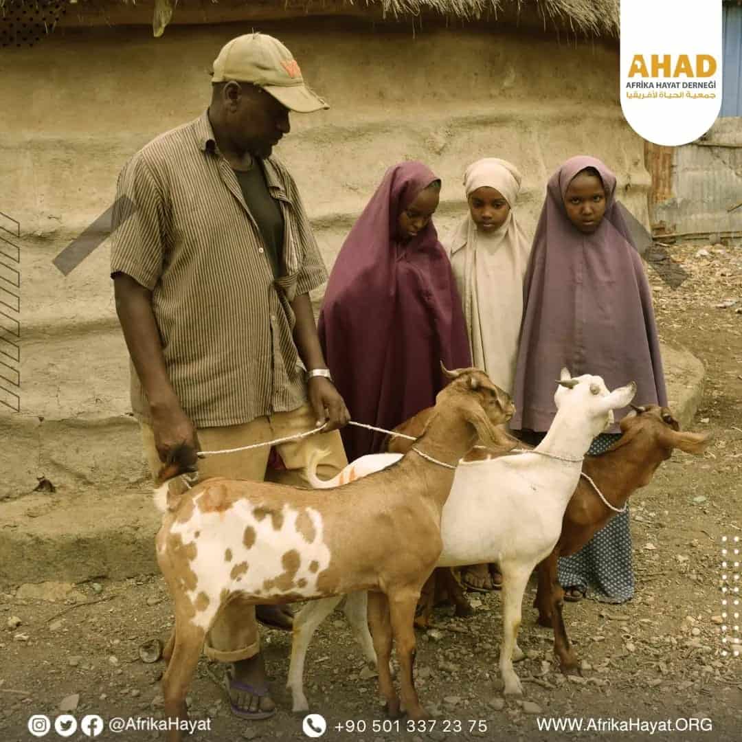 The role of AHAD Association in livestock breeding