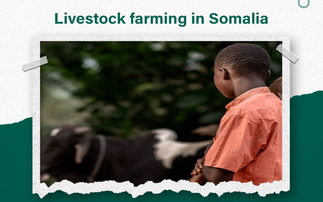 Livestock farming in Somalia