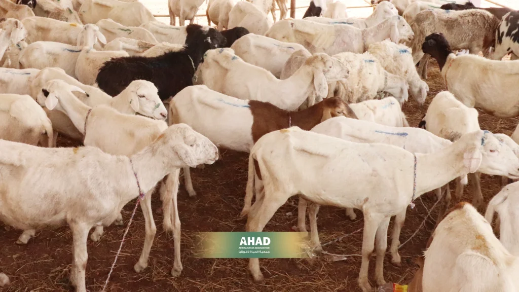 الأضحية في العيد