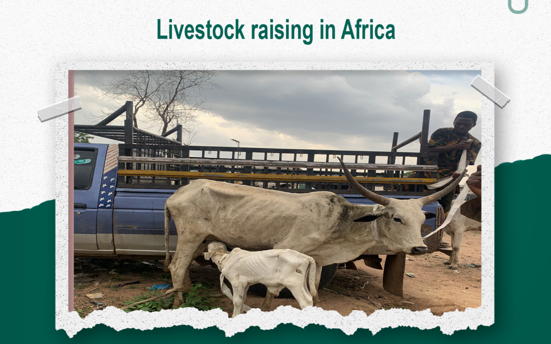 Livestock breeding in Africa