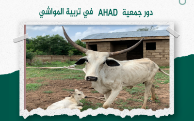 دور جمعية AHAD في تربية المواشي