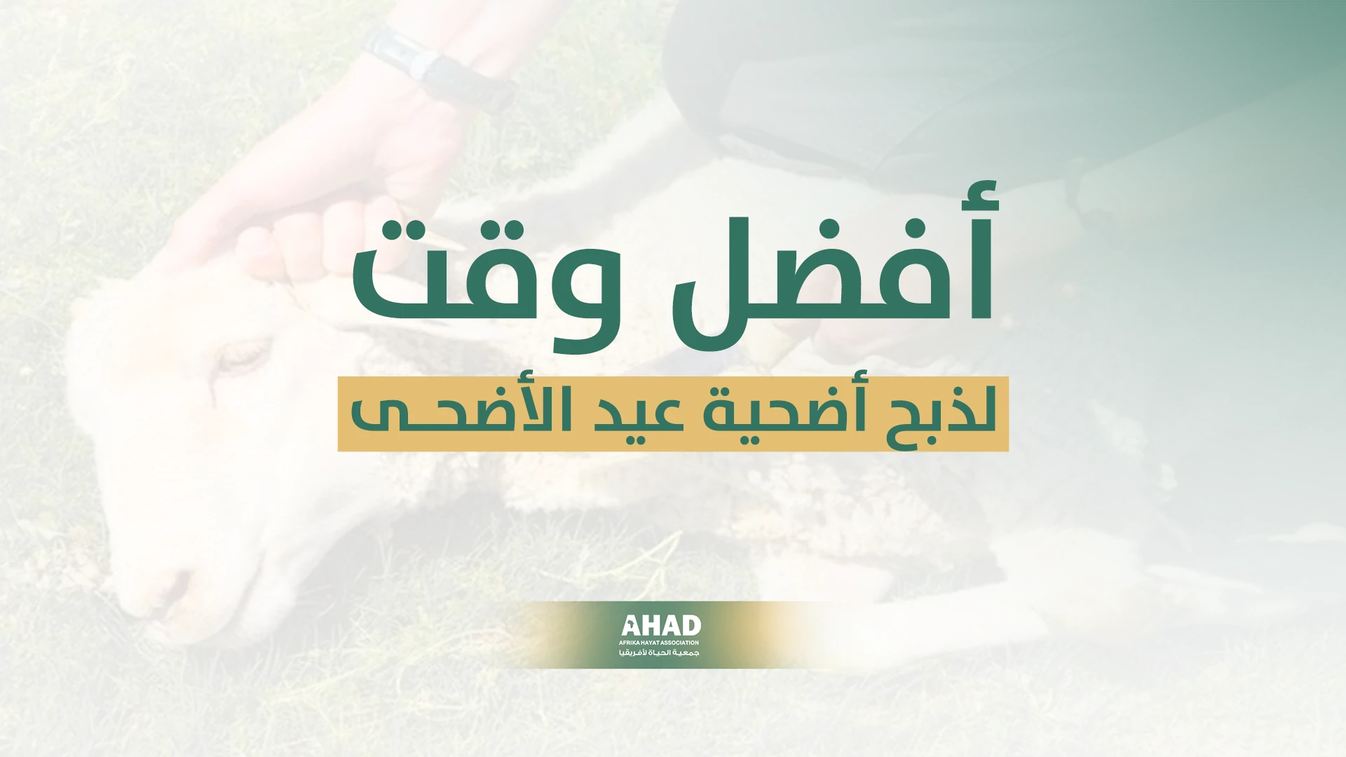 أفضل وقت لذبح الأضحية عيد الأصحى