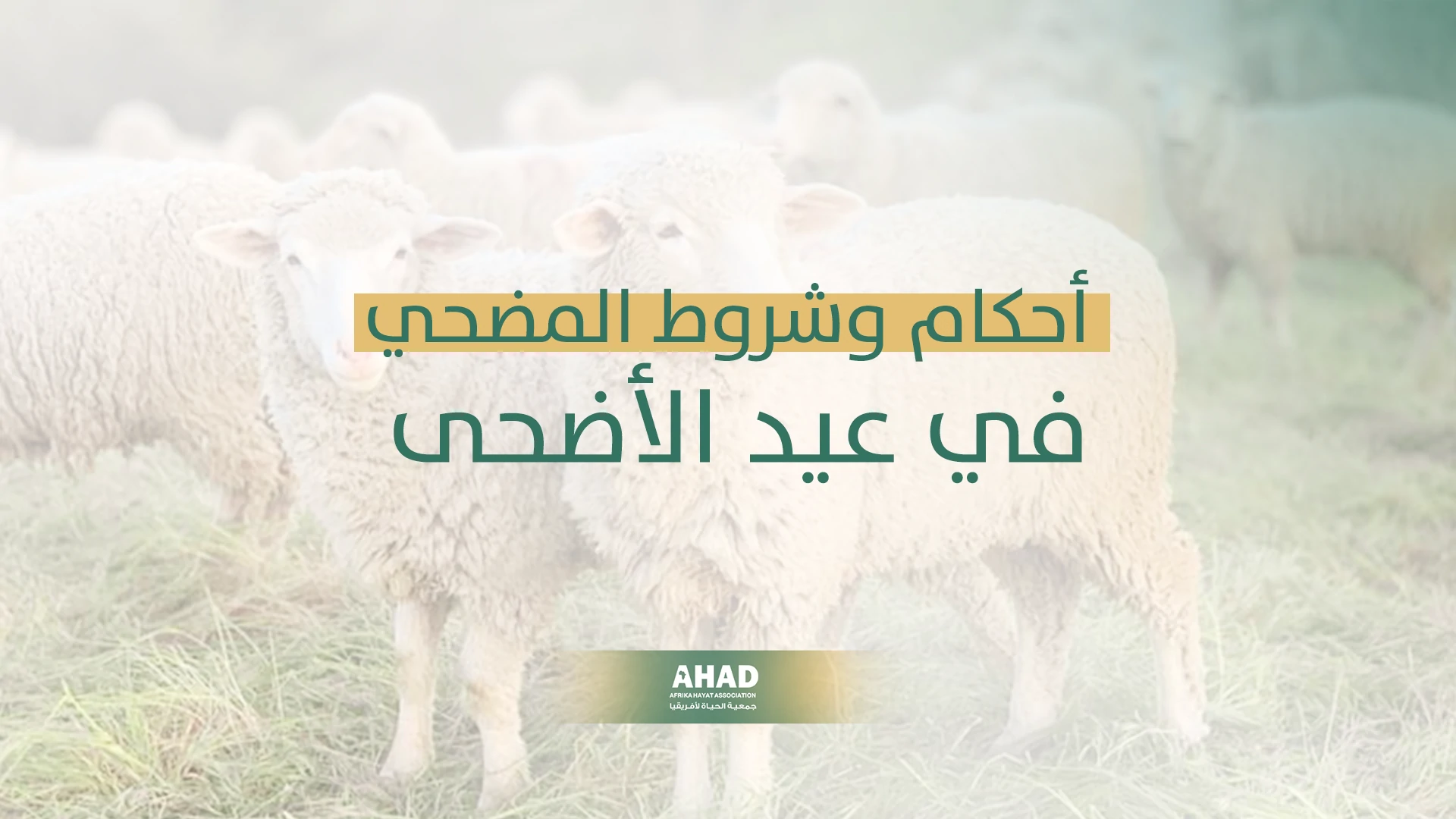 أحكام وشروط المضحي في عيد الأضحى