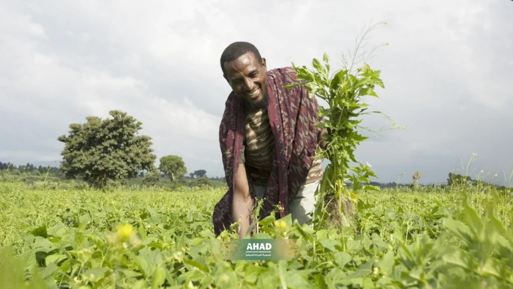 لماذا تعتبر عمليات العيون من أنجح التدخلات الإنسانية؟