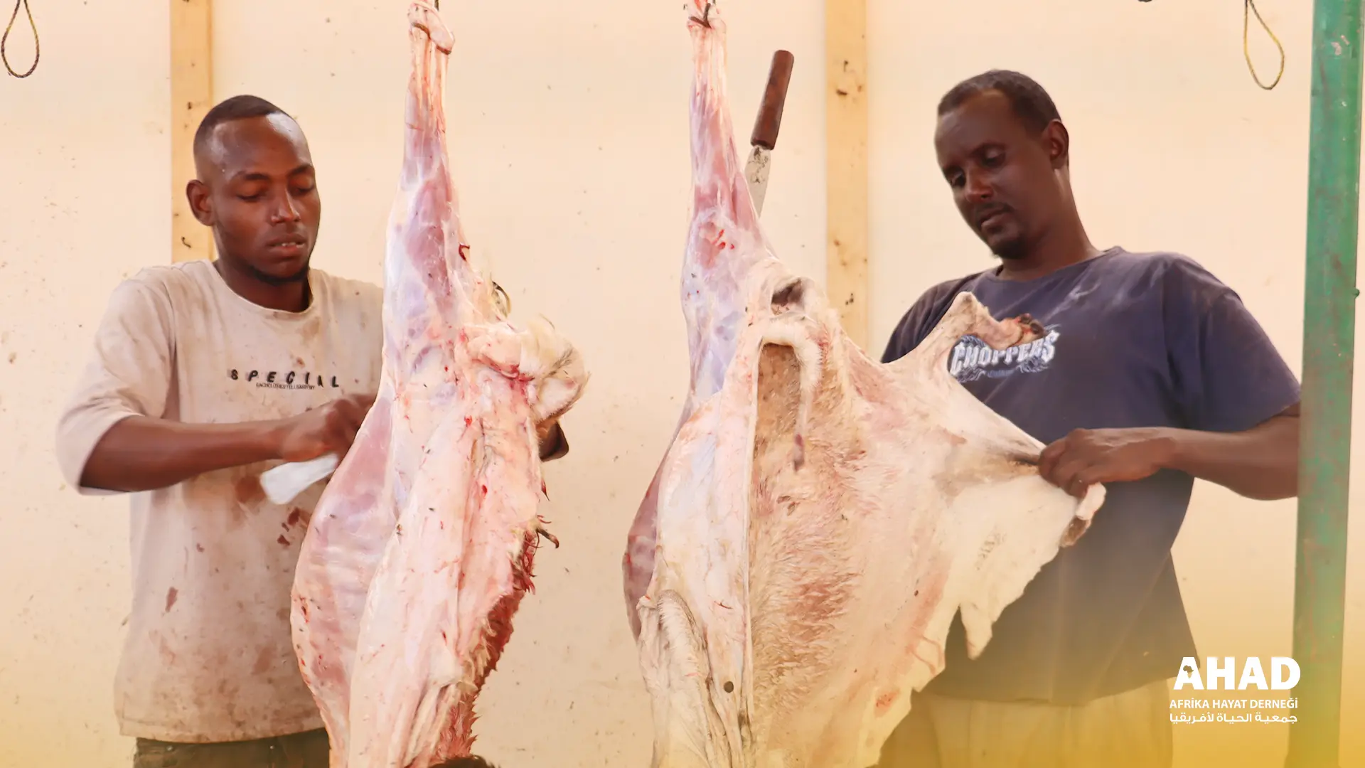 العقائق والنذور