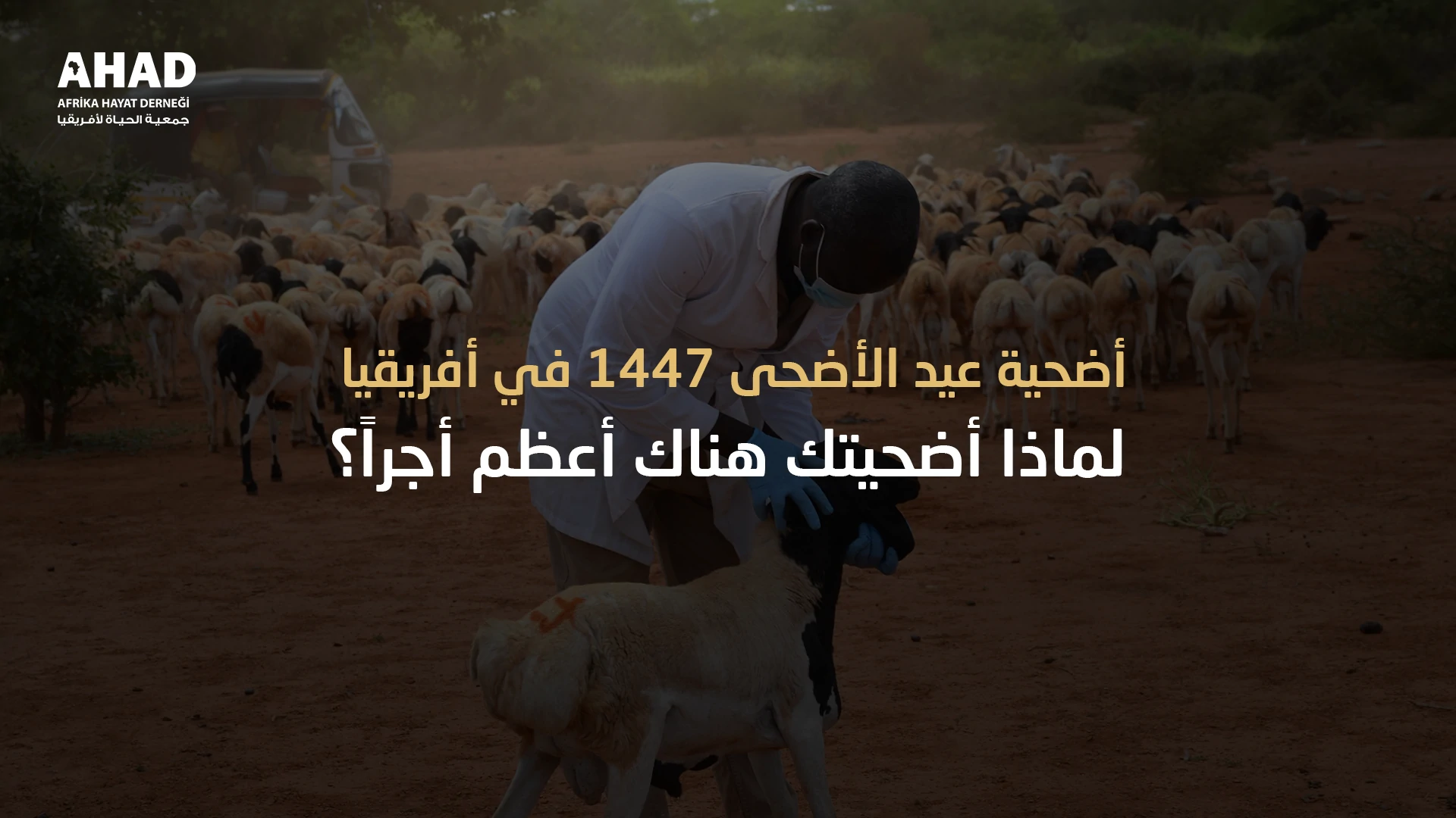 ngo-illustration-Artboard 5 أضحية عيد الأضحى 1447 في أفريقيا