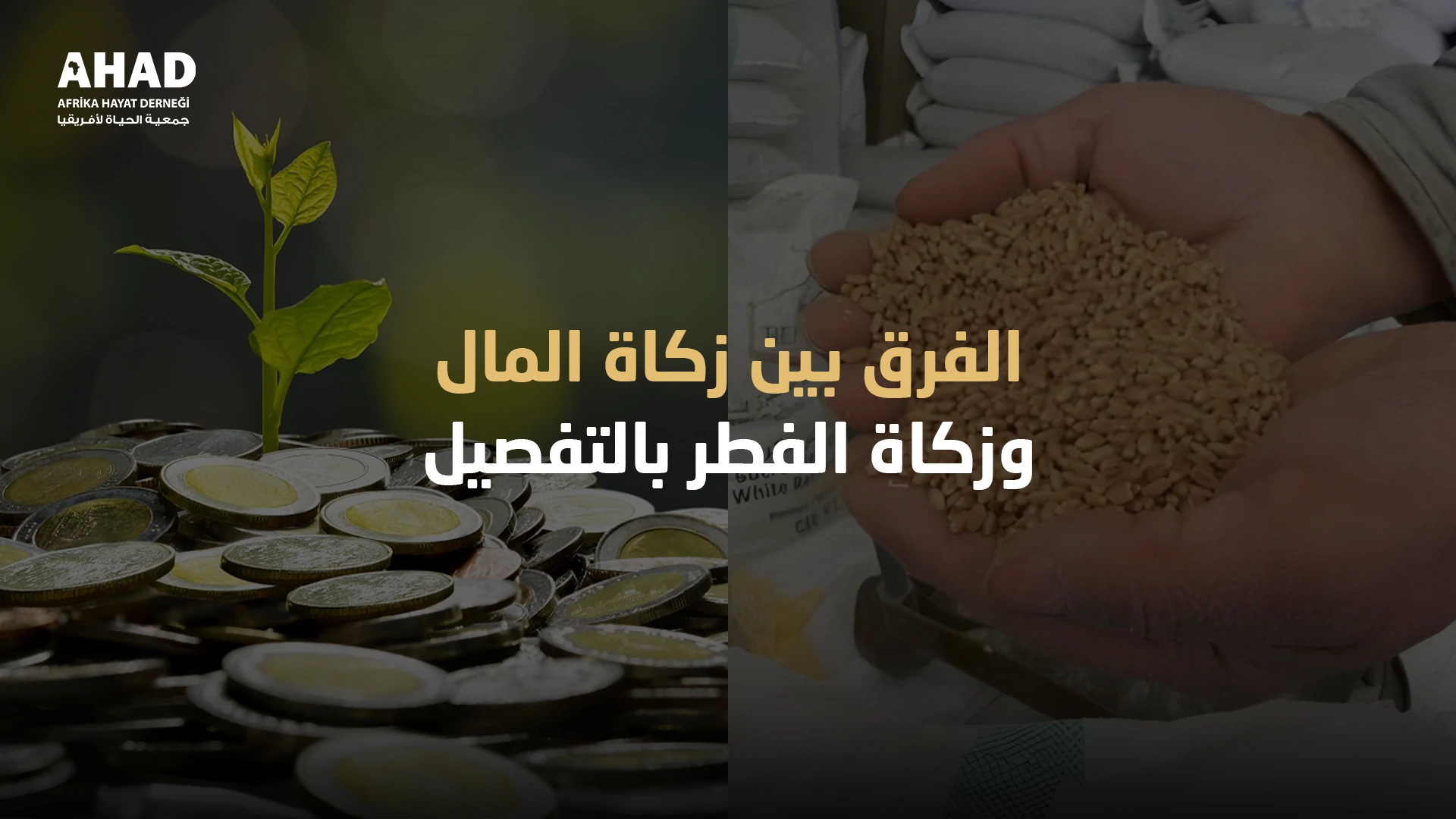 ngo-illustration-Artboard 5 الفرق بين زكاة المال وزكاة الفطر بالتفصيل