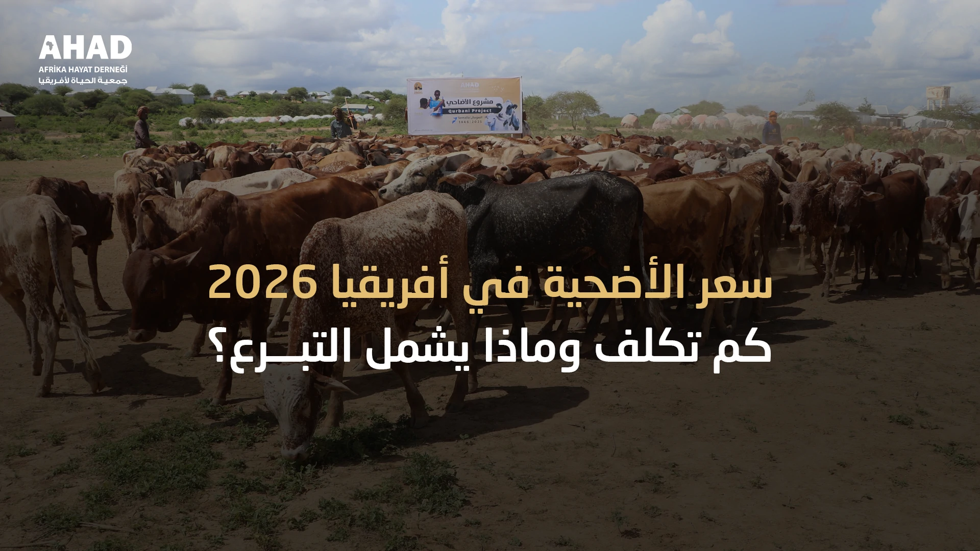 ngo-illustration-Artboard 5 سعر الأضحية في أفريقيا 2026