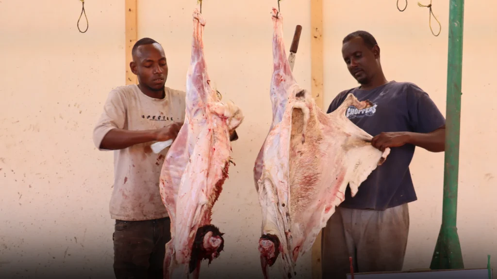 عقيقة الولد كم خروف وشروطها وتنفيذها