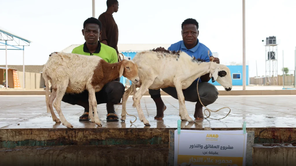 عقيقة الولد كم خروف وشروطها وتنفيذها