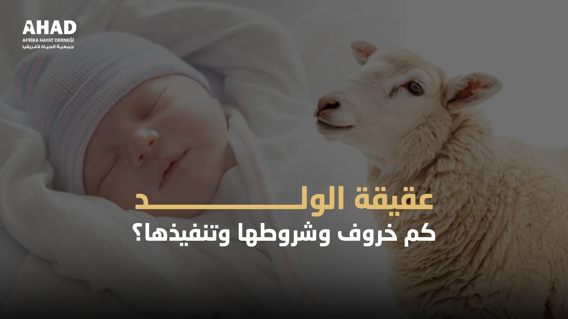 عقيقة الولد كم خروف وشروطها وتنفيذها